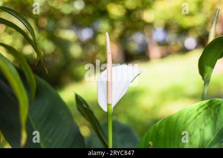 Spathiphyllum cochlearispathum wird in Vietnam häufig als Seerose bezeichnet Stockfoto