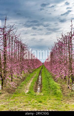 Geometrien der blühenden Obstgärten Stockfoto