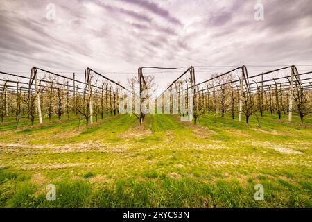 Geometrien der blühenden Obstgärten Stockfoto