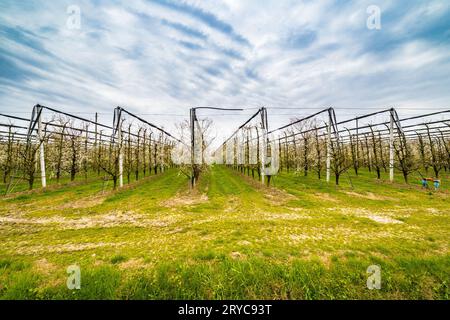 Geometrien der blühenden Obstgärten Stockfoto