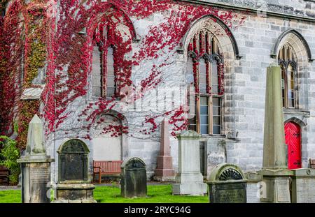 Herbstliche Rotelfenbeinschlucht an der Wand von Liberton Kirk oder Kirche mit roter Tür und Friedhof, Edinburgh, Schottland, Großbritannien Stockfoto