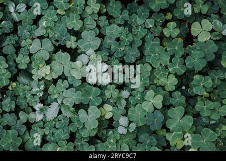 Schleichender Holzsorrel oder Dekoration aus Oxalis corniculata mit Krasselblatt. Klee. Schließ die Schleichpflanze der schleichenden Lady. Stockfoto