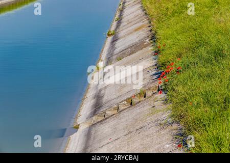 Rote Mohnblumen auf einer Treppe Stockfoto