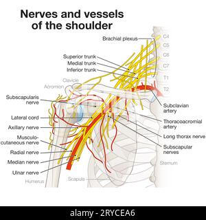 Der Schulterbereich beherbergt ein komplexes Netzwerk aus Nerven und Gefäßen, einschließlich Plexus brachialis, Arterien und Venen, die für die Innervation der Gliedmaßen unerlässlich sind Stockfoto