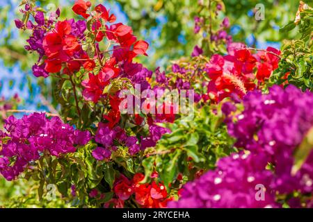 Bougainvillea glabra Stockfoto