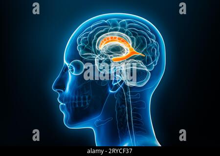 Röntgenprofilansicht der 3D-Rendering-Illustration des lateralen Hirnventrikels mit männlichen Körperkonturen. Menschliche Anatomie, Medizin, Biologie, Wissenschaft, Neurosken Stockfoto