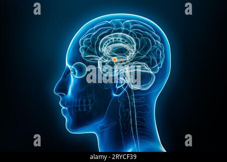 Röntgenlaterale oder Profilansicht der 3D-Darstellung der Amygdala mit männlichen Körperkonturen. Anatomie des menschlichen Gehirns, Medizin, Biologie, Neurowissenschaften, n Stockfoto