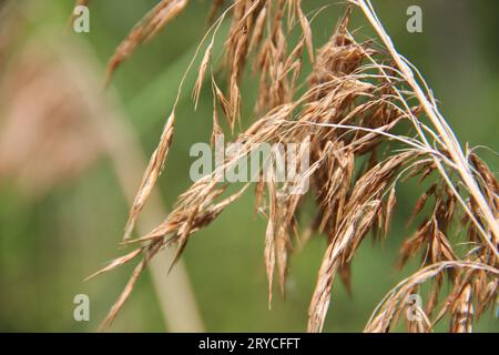 Reed Blütenstand Nahaufnahme. Geringe Schärfentiefe Stockfoto