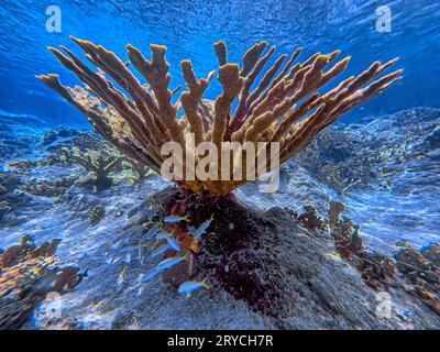 Elkhorn Coral, Acropora palmata, ist eine wichtige Riffkoralle in der Karibik. Stockfoto