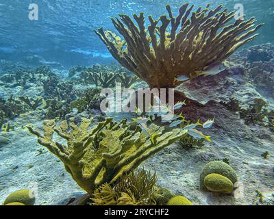 Elkhorn Coral, Acropora palmata, ist eine wichtige Riffkoralle in der Karibik. Stockfoto