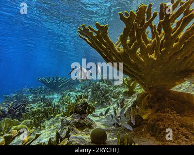 Elkhorn Coral, Acropora palmata, ist eine wichtige Riffkoralle in der Karibik. Stockfoto