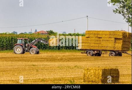 Der Traktor lädt Heuballen auf den Anhänger Stockfoto