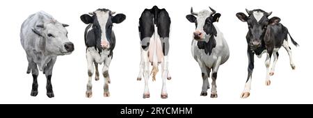 Kühe verschiedener Rassen in voller Höhe isoliert auf weißem Hintergrund. Kuh isoliertes langes Banner. Stockfoto