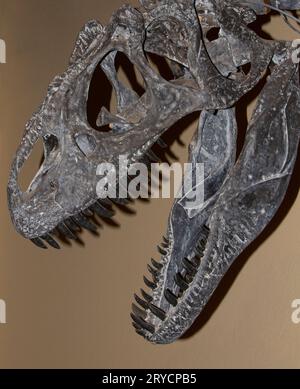 Allosaurus fragilis Fossil aus der Jurazeit Stockfoto