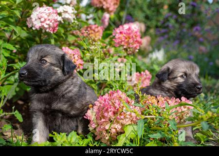 Zwei süße kleine deutsche Schäferhündchen auf grünem Grasgrund. Porträt von kleinen Hunden in Blumen. Haustiere in der Natur. Stockfoto