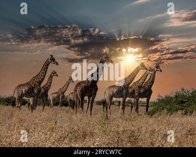 Giraffen, die bei Sonnenuntergang in den Ebenen des nördlichen Botswana weiden und wandern Stockfoto