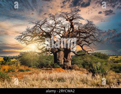 Riesiger Baobab-Baum im afrikanischen Busch bei Sonnenuntergang Stockfoto