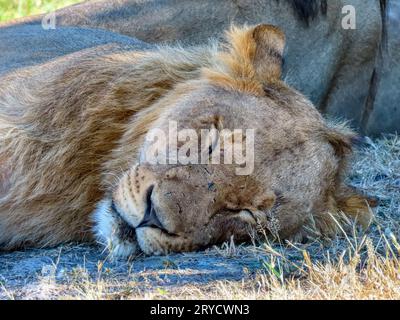 Junger Löwe Nahaufnahme, mit vielen Narben im Gesicht aus früheren Kämpfen Stockfoto