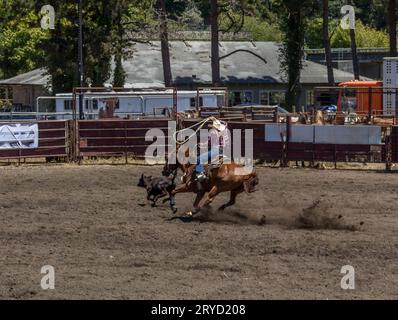 Ein Cowgirl reitet auf einem Pferd auf der Jagd nach einem Kalb. Sie nimmt an einem abbrechenden Seilwettbewerb Teil. Es gibt Korallen und Metallzäune im Hintergrund Stockfoto