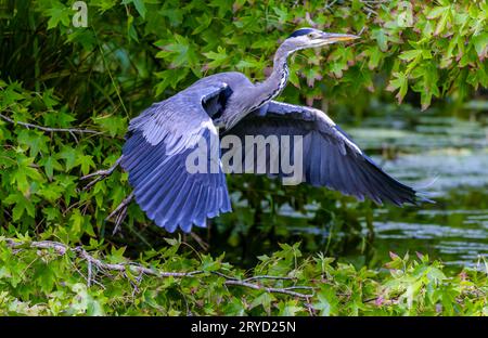 Gray Heron „Ardea cinerea“ fliegt mit seinen großen Flügeln vom Zweig. Vögel fliegen in den Botanischen Gärten. Dublin, Irland Stockfoto