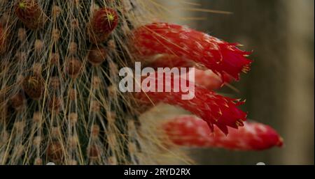 Die silberne Fackel, auch bekannt als Wooly Fackel Säulenkaktus, mit ihren exotischen roten Blüten in voller Blüte. Stockfoto