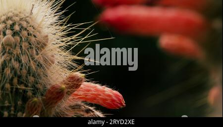 Makrokomposition der silbernen Fackel, eines Säulenkaktus, mit ihren ungewöhnlichen roten zylindrischen Blüten in Blüte. Stockfoto