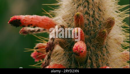 Makrostudie eines silbernen Fackel-Säulenkaktus mit seinen ungewöhnlichen burgunderroten zylindrischen Blüten, die von Mealykäfern und Spinnmilben befallen sind. Stockfoto