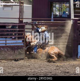 Ein Cowboy reitet bei einem Rodeo auf einer bockenden Bronco. Das Pferd ist im Schuss zusammengebrochen. Hinter ihm ist ein rotes Metallgeländer. Da ist Staub, von dem aus t Stockfoto