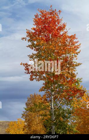 The vibrant seasonal orange, red, and yellow fall colors of the quaking aspen tree (Populus tremuloides) in Sun Valley, Idaho, USA. Stockfoto