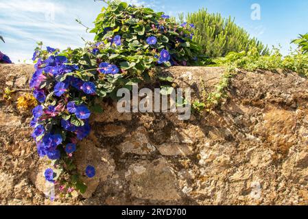 Ein blauer Efeu in voller Blüte, der über eine Gartenmauer im Norden Portugals entlang des portugiesischen Camino Portugues steigt, der lokalen Route des St. James von Porto nach Santiago de Compostela. Stockfoto