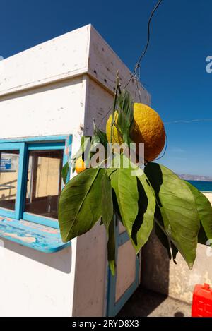 Frische Orangen hängen am Verkaufsstand in Heraklion, Griechenland. Stockfoto