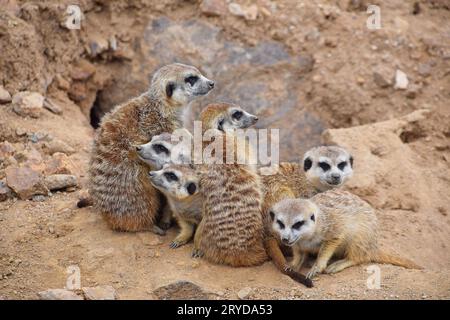 Close up Portrait von erdmännchen Familie Weg suchen Stockfoto