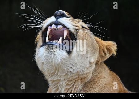 Close up Portrait von Afrikanische Löwin gähnen Stockfoto