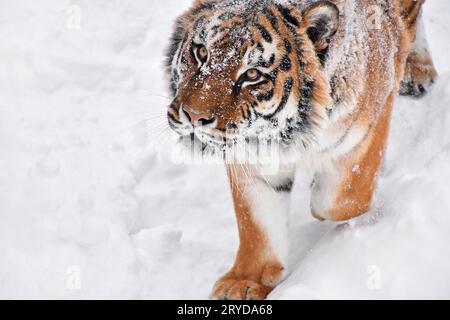 Close up Portrait von Sibirischen Tiger im Winter schnee Stockfoto