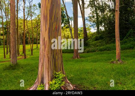 Baumstammmuster der bunten Regenbogeneukalytpusrinde in Keahua Arboretum auf Kauai Stockfoto