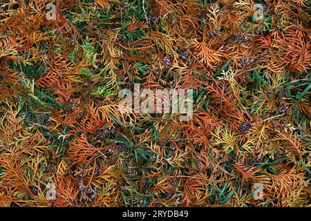 Nahaufnahme Hintergrund der Herbst thuja Zeder Blätter Stockfoto