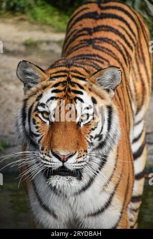 Schließen Sie herauf Frontseite Portrait von Sibirischen Amur Tiger Stockfoto