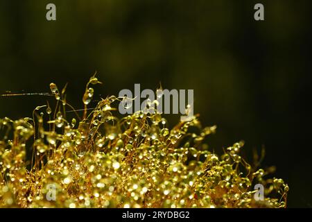 Close up haircap Moss mit Wassertropfen der Regen Stockfoto