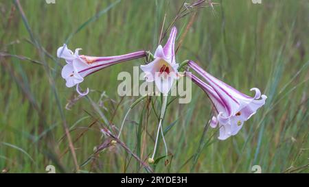 Blühende Blüte in Südafrika im Frühling Stockfoto