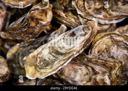 Nahaufnahme des frischen Fangs von Austern auf dem Markt Stockfoto