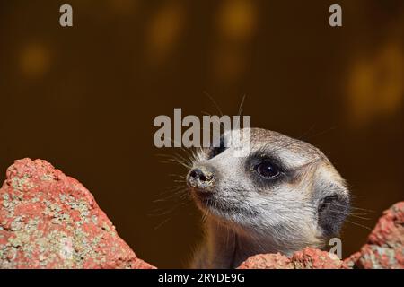 Close up Portrait von Erdmännchen weg schauen Stockfoto