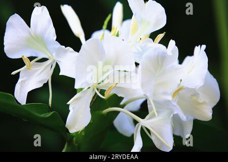 Schmetterling Ingwer oder Ingwerlilie oder Schmetterlingslilie oder Girlande Blume oder koronare Ingwerblumen blühen im Garten Stockfoto