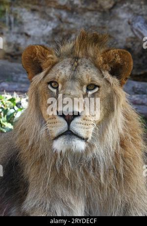 Close up Portrait von jungen männlichen Afrikanischen Löwen Stockfoto