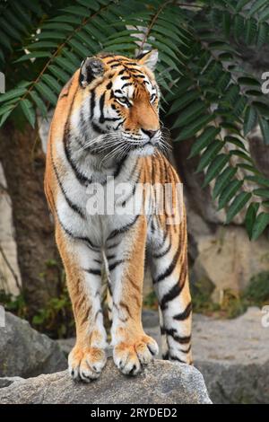 Schließen Sie herauf Frontseite Portrait von Sibirischen Amur Tiger Stockfoto