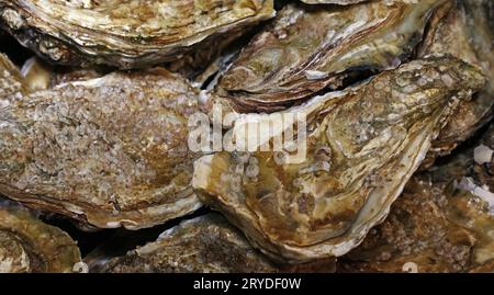 Nahaufnahme des frischen Fangs von Austern auf dem Markt Stockfoto