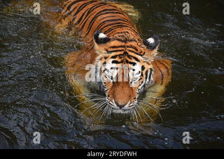 Sibirische Amur tiger schwimmen im Wasser Stockfoto