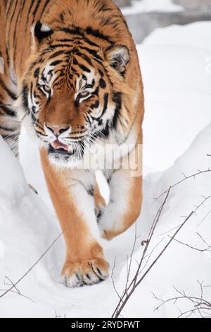 Close up Portrait von Sibirischen Tiger im Winter schnee Stockfoto