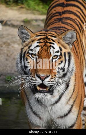 Schließen Sie herauf Frontseite Portrait von Sibirischen Amur Tiger Stockfoto