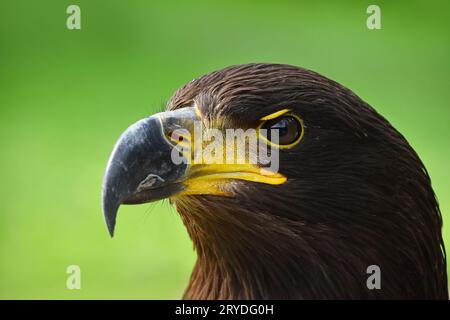 Close up Profil Portrait von Golden Eagle auf Grün Stockfoto