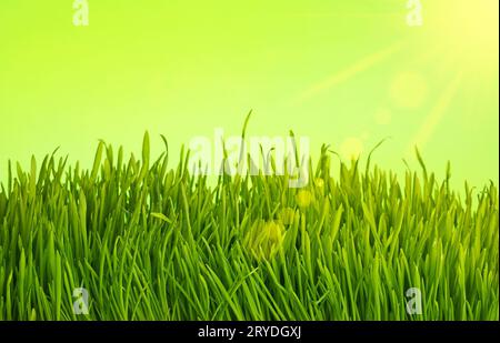 Schließen Sie Gras über grünem Hintergrund Stockfoto